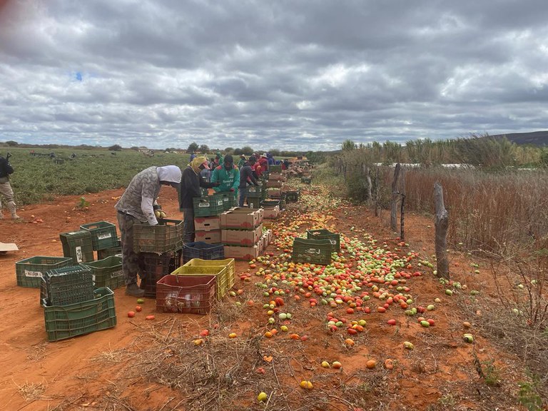 Mais de 330 pessoas são resgatadas do trabalho escravo em julho