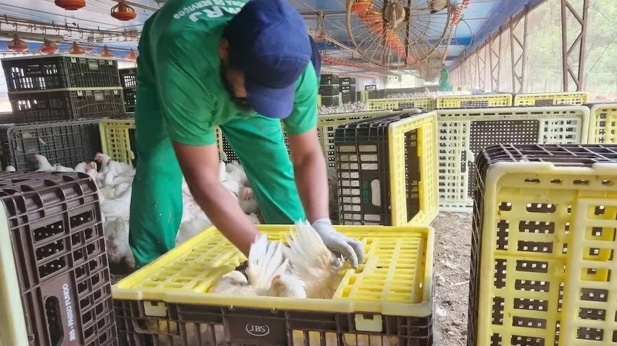 Resgate revela exploração de trabalhadores em avicultura no RS